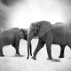 Due elefanti in bianco e nero