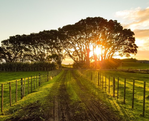 Sentiero di campagna con sullo sfondo il sole