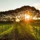 Sentiero di campagna con sullo sfondo il sole
