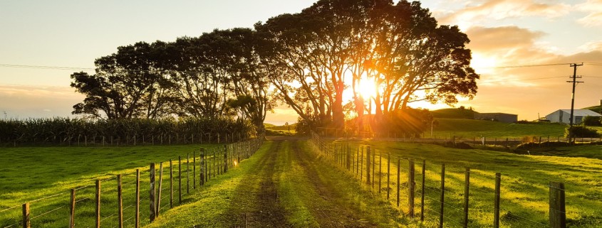 Sentiero di campagna con sullo sfondo il sole