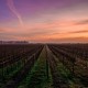 Un tramonto sulle vigne