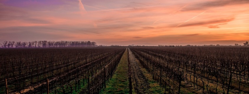 Un tramonto sulle vigne